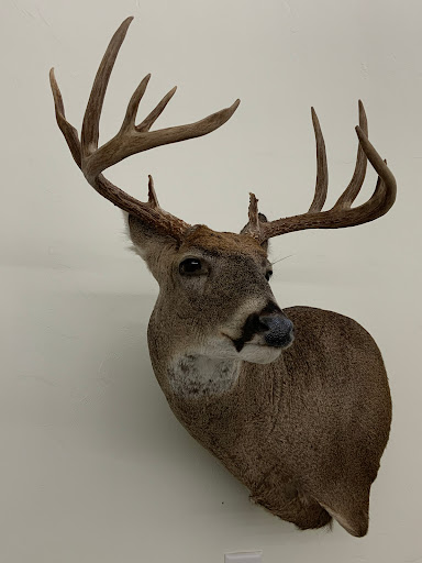 Weathermon Taxidermy - Thumbnail