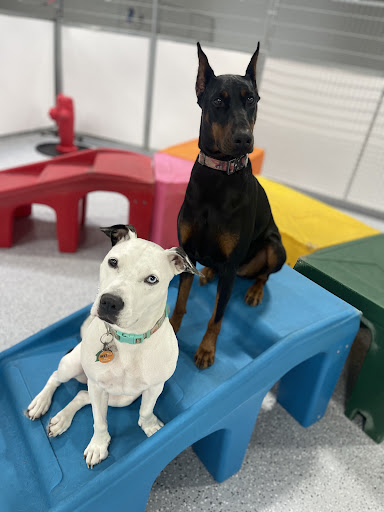 Super Pups Daycare - Thumbnail