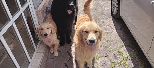 Ruffo's camp Pensión canina - Thumbnail