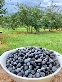 落合ブルーベリー園