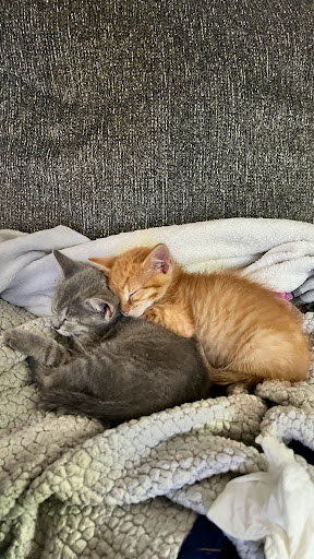 Lincoln County Animal Services - Thumbnail