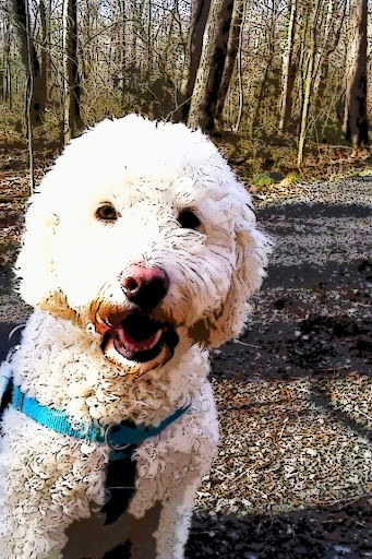 Fun Dog Fitness - Thumbnail
