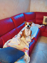 Photo n°19 de Aloha Dogs à Fabrègues (Pension pour chiens)