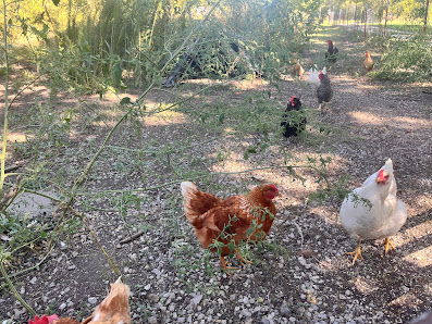 Blythe Farm Fresh Eggs 109 N Sugarcreek Rd, Frontenac, KS 66763