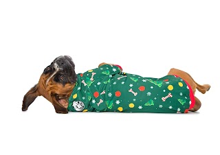 Ayup Dog