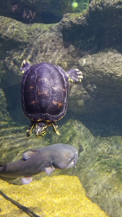 The Adventure Park at Virginia Aquarium