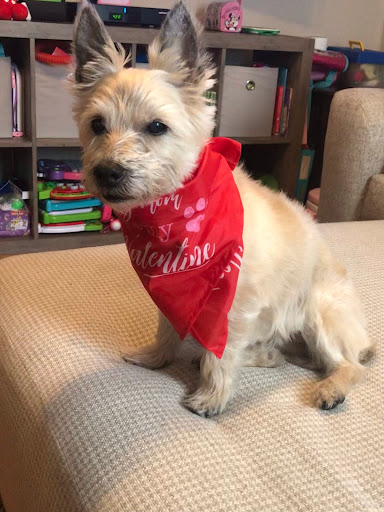 A Dapper Yapper Mobile Dog Grooming, LLC - Thumbnail