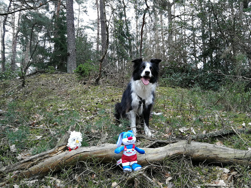 Bennerscheider Sümpfe - Germany