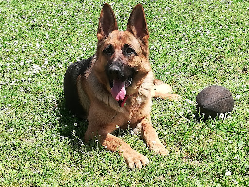 Clinica Veterinaria Bruxelles - Thumbnail