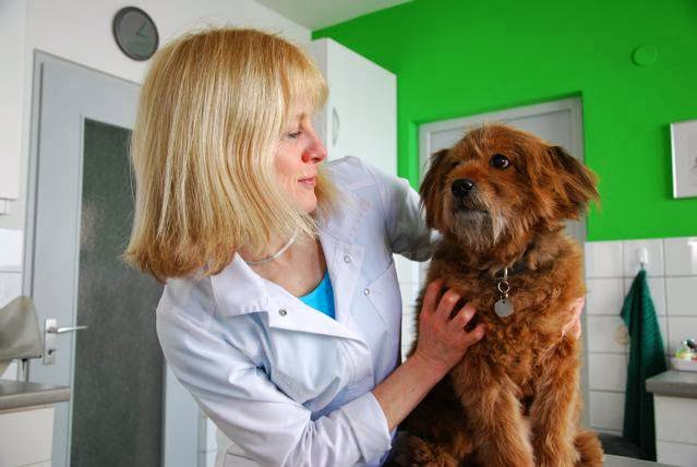 Tierarztpraxis Ulm Dr. Angelika Schäuffelen