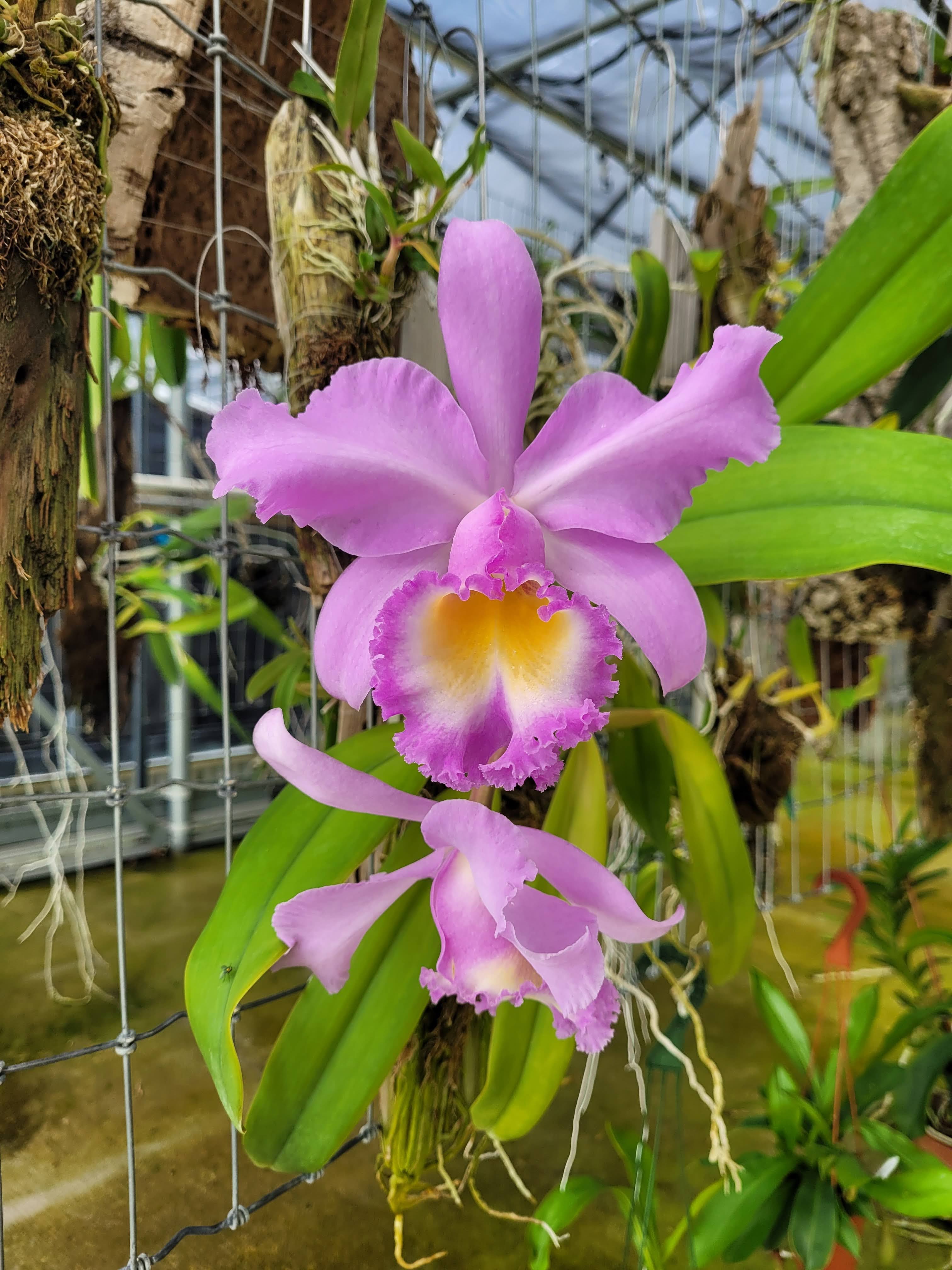 Belle Danse Orchids & Tropicals