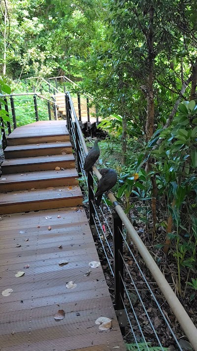 ヒメツバキの谷