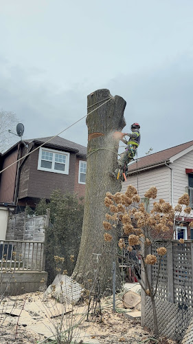 Kifiak Tree Service Inc work photo 1
