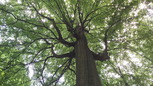 Sehenswürdiger Baum im Wald