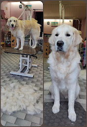 Photo n°15 de Le Chien Beaute à Saint-Fons (Toiletteur)