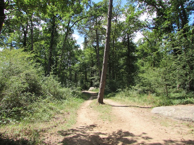 Forêt de Fontainebleau