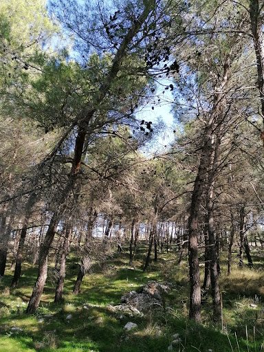 Bosco Comunale di Bitonto - Thumbnail