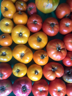 Fair Weather Farm at Fairhill by null