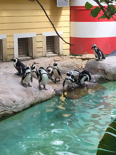 Penguin Beach Gallery - United States