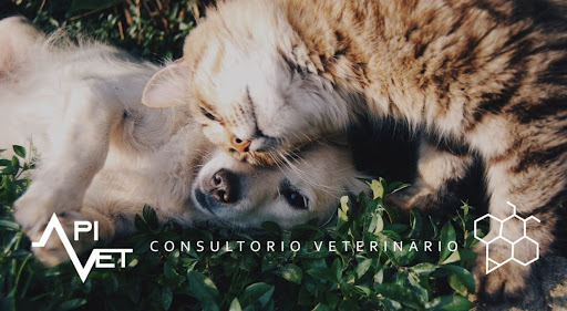 Apivet Consultorio Veterinario