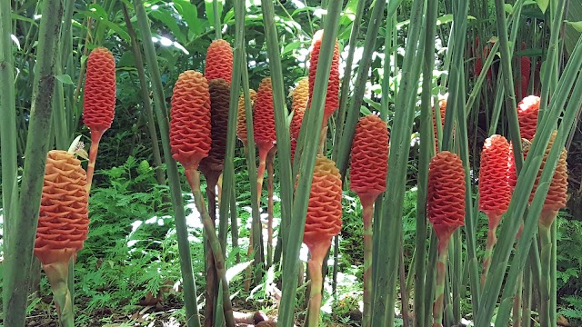 Hawaii Tropical Botanical Garden