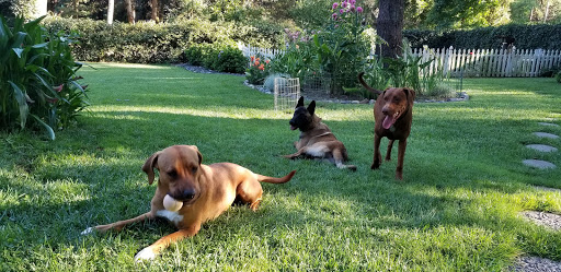 Wine Country Mobile Dog Grooming