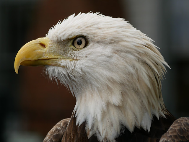 Audubon Center for Birds of Prey by null