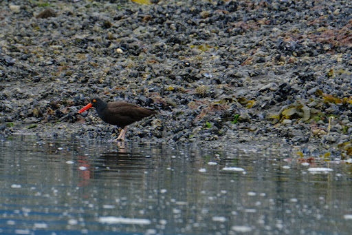 Seabird Ventures