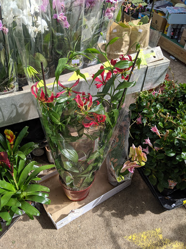 Trade Only Plant Sales Ltd. - Thumbnail