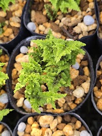 フラワーセンター 大久良(フラワーセンターオオクラ)