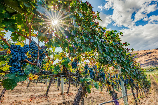 Black Hills Estate Winery by null