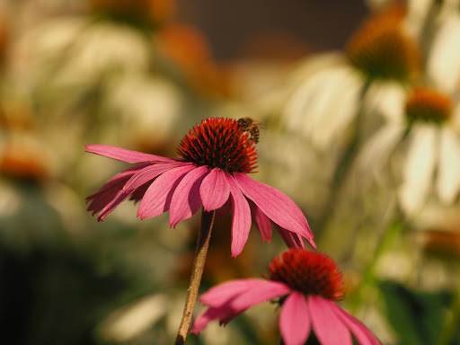 Marianne-Cope-Garten - Thumbnail