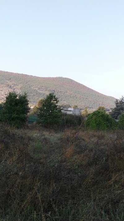 Photos of Timm