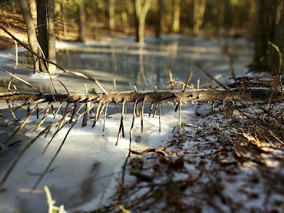 Addison Bog & Woodlands