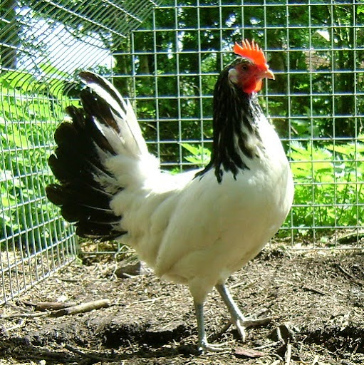 Durham Hens Limited - Thumbnail