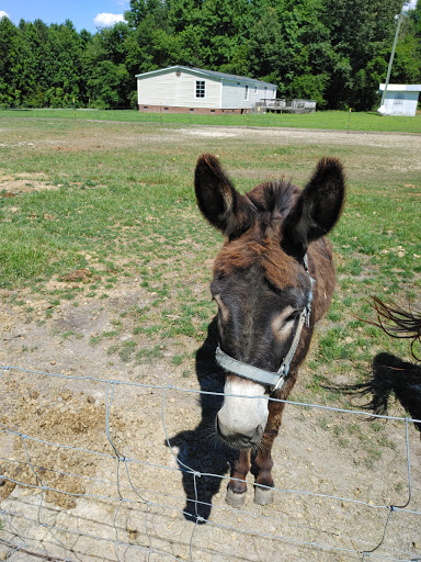 Powellsville Pet Clinic - Thumbnail