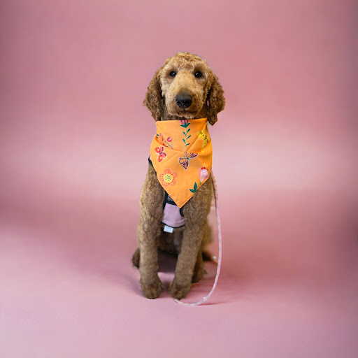 Meadow's Mutts - Visual