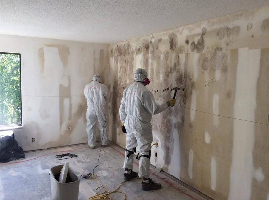 Max Mold Removal photo