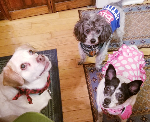 David Schroepfer - Bound Brook Veterinary Clinic - Thumbnail