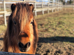 Photo n°18 de Les Écuries d'Aoste à Aoste (Centre équestre)
