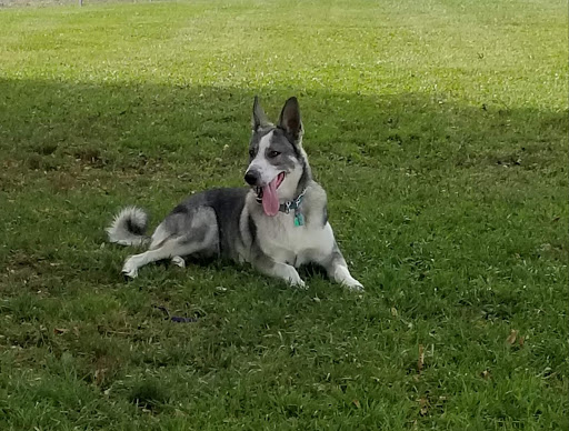 Kaufman Dog Park