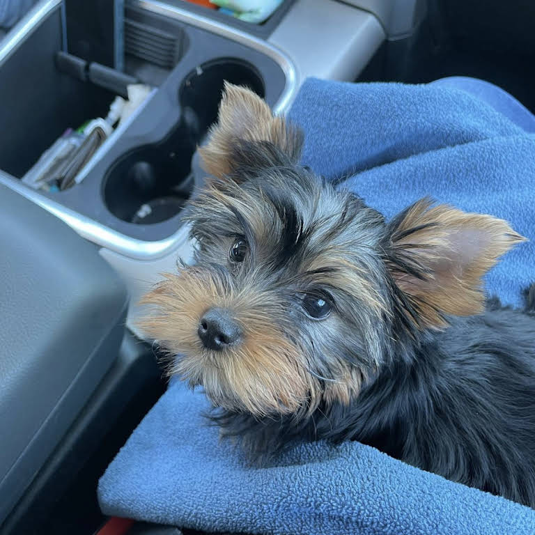 Real Yorkies Of Nor Cal - Dog Breeder in Anderson