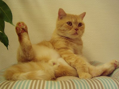 veterinary-care