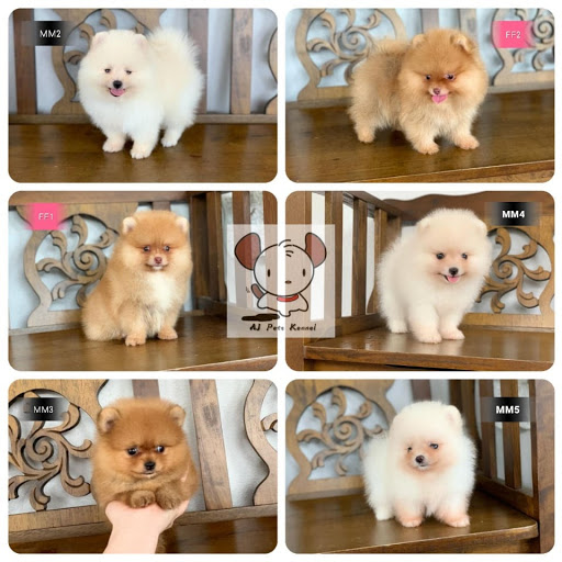 Aj Pets Kennel 宠物销售pet Sales 宠物服务pet Service