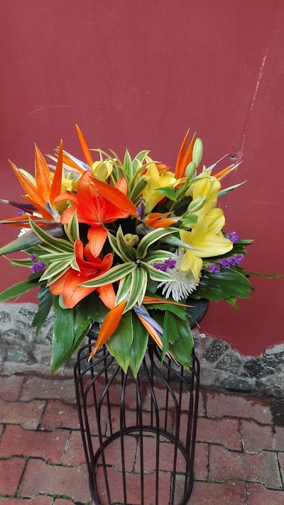 Photos of FLORISTER&Iacute;A AVE DEL PARA&Iacute;SO JACO