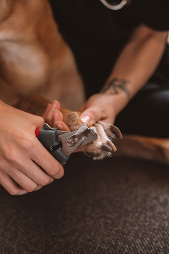 Petguard Travelling Vet Nurse - Thumbnail
