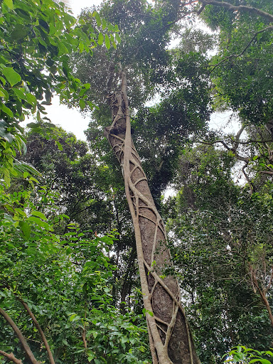 Sea Acres Rainforest Centre - Thumbnail