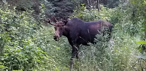 Feldtmann Lake Campground - Thumbnail