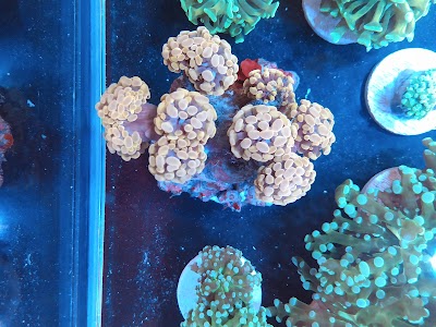 California Reef Co.