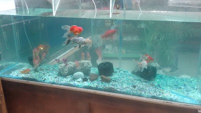 Photos of Acuario La Union